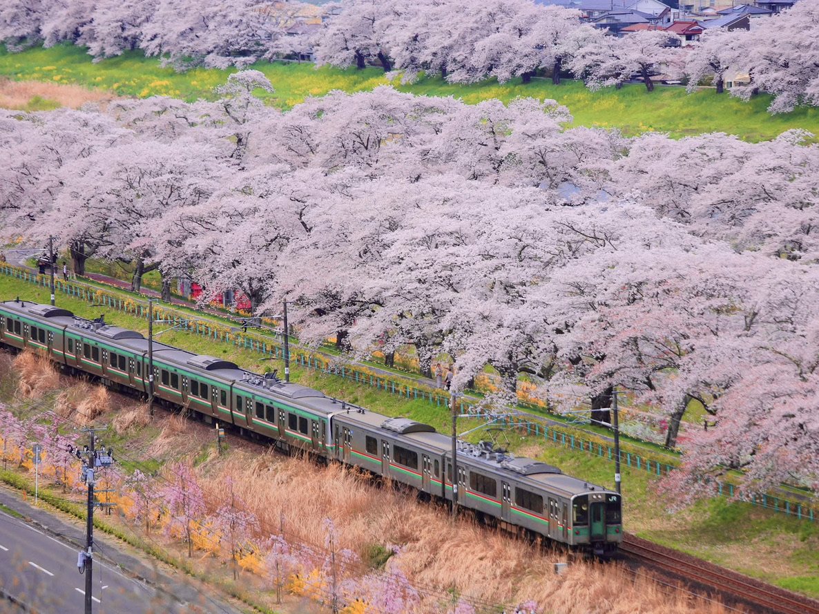 🌉 시바타 센오쿄 (일목천본벚꽃)